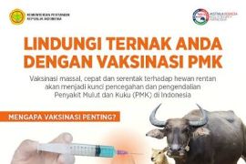 Distan Biak sebut 500 sapi sudah divaksinasi PMK