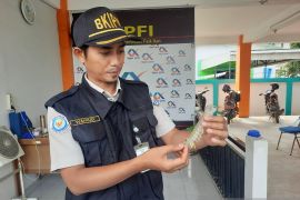 BKIPM Jambi mencatat ekspor udang belalang Rp216,49 miliar