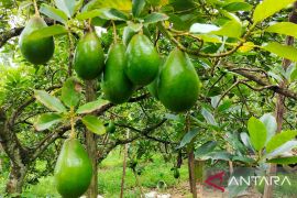 Budi daya Alpukat Sinka makin diminati masyarakat Kalbar