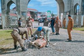 Cegah kecelakaan, Satpol PP Aceh Jaya tertibkan ternak berkeliaran di jalan