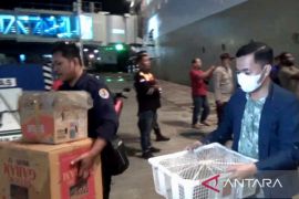 BKSDA Sulsel sita puluhan satwa endemik Papua