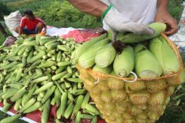 Harga Jagung Manis Naik Page 1 Small