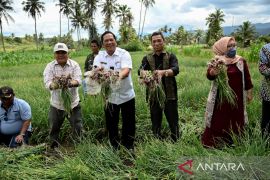 Wali Kota Padang Sidempuan perlihatkan budidaya bawang merah kepada Rektor UISU