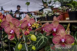 Ekspor tanaman hias Jawa Barat