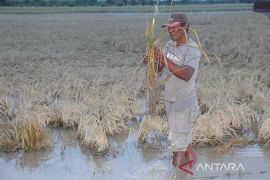 Telat sehari panen 8 rante padi Amat mati