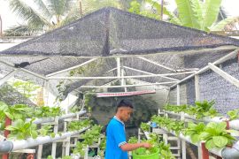 WBP Lapas Suliki panen sayur pakcoy budidaya hidroponik