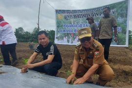 Pemerintah Papua tanam cabai di lahan seluas 30 hektare
