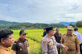 Gabah di Abdya surplus 44 ribu ton, kata Pj Bupati