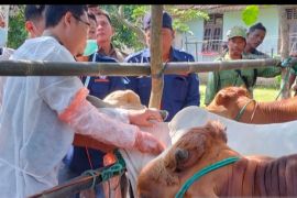 Balai Karantina Pertanian Palembang fasilitasi pemda vaksinasi hewan ternak