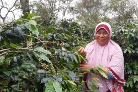 Petani di Aceh Utara berkomitmen kembangkan komoditas kopi
