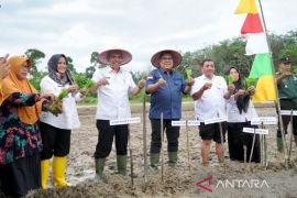 Kamsol tanam padi manfaatkan lahan tidur warga Desa Muara Jalai