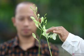 Pelatihan budidaya Anggrek masyarakat perkotaan