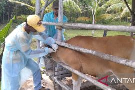 Sapi dari provinsi lain belum diizinkan masuk ke Tanjungpinang