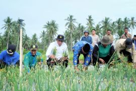 Panen bawang merah 1,5 ton, Bupati Meranti : Tak perlu beli lagi dari Malaysia