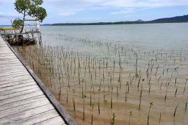 Pemprov Kalsel diminta segera programkan reboisasi hutan mangrove