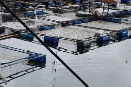 45 ton ikan Danau Maninjau mati akibat angin kencang dan hujan lebat