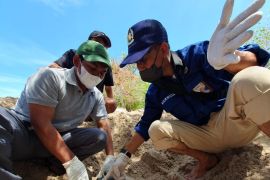Tim gabungan sebut penyu mati di Gili Trawangan bukan karena riset
