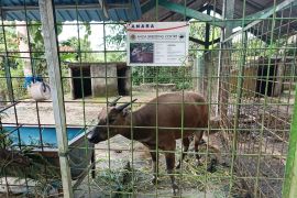 Pelaku eksploitasi satwa liar dilindungi tertangkap di Boalemo