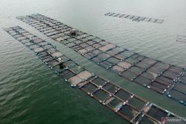 840 petak keramba di Samosir akan ditutup pada 2023