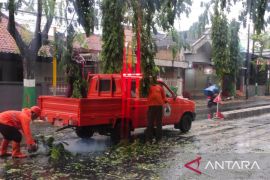 Angin kencang putus jaringan listrik di Pamekasan