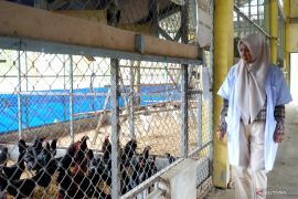 BPTP Gorontalo kembangkan jenis ayam kampung unggul Balitbangtan 2