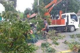 Pemkab Pasbar pangkas pohon pelindung upaya jaga keselamatan pengendara