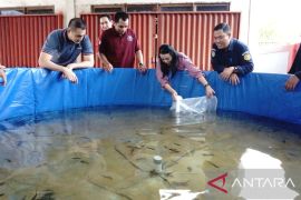 Karolin ajak masyarakat manfaatkan perkarangan untuk budidaya lele