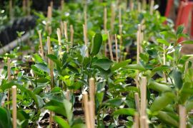 Pemprov Sulsel tanam Jeruk Selayar pada lahan seluas 339 hektare