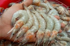 Dinas Perikanan Sukabumi kembangkan budidaya pembesaran udang vaname di Tegalbuleud