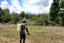 Sumba Timur lakukan upaya pengendalian hama belalang