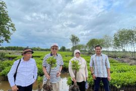 Kelompok Mangrove Peduli Pesisir terus bertanam mangrove, sesali pernyataan oknum tertentu