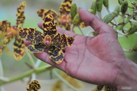 PAI telah berhasil temukan 98 jenis anggrek tumbuh subur di wilayah Bangka Belitung