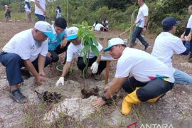 PLN Babel tanam 1.600 pohon di kawasan Bukit Mangkol