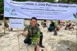 Dukung pertahankan ekosistem, PLN tanam 5.000 mangrove di Sulawesi Tenggara