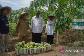 Banten dorong kolaborasi penguatan ketahanan pangan