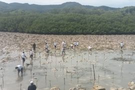 Pelindo Labuan Bajo tanam 5.000 bibit mangrove