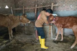 Pemkab Magetan percepat penandataan digital hewan ternak