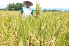 Khawatir harga gabah anjlok, Asosiasi Pangan Jatim minta pemerintah evaluasi kebijakan impor beras