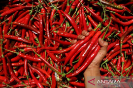 Produksi cabai di Aceh meningkat menjadi 13,8 ribu ton