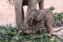 Lima bayi gajah Afrika lahir di Qingyuan, China