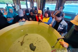 Hiu belimbing butuh perlindungan agar tidak punah