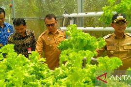 Pemkab Bangka dorong masyarakat manfaatkan pekarangan rumah