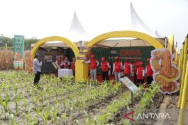 Syngenta luncurkan fasilitas benih jagung dan toko daring resmi
