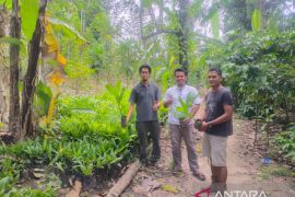 Jejak Bumi Indonesia Kabupaten OKU jalankan program konservasi genetik tanaman unggul