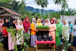 Tekan inflasi, Pemkab Pasaman Barat salurkan bibit cabai kepada kelompok wanita tani