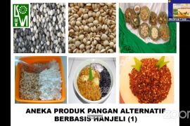 Pakar sebut Hanjeli tanaman pangan pengganti beras bergizi tinggi