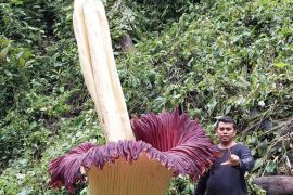 Bunga bangkai raksasa setinggi 4,35 meter mekar di Sitingkai Agam