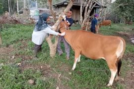 Disbunak Paser vaksin hewan ternak 9.952 dosis untuk cegah PMK