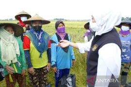 Tak perlu impor, Gubernur Khofifah pastikan produksi beras surplus