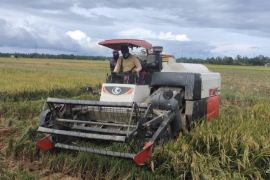 Harga gabah di Abdya bertahan Rp5.200/kg hingga akhir panen